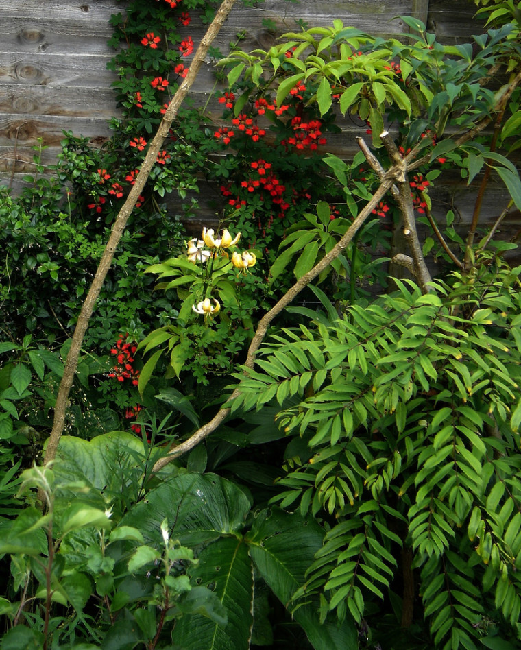 Chinese mayapple in garden by peganum