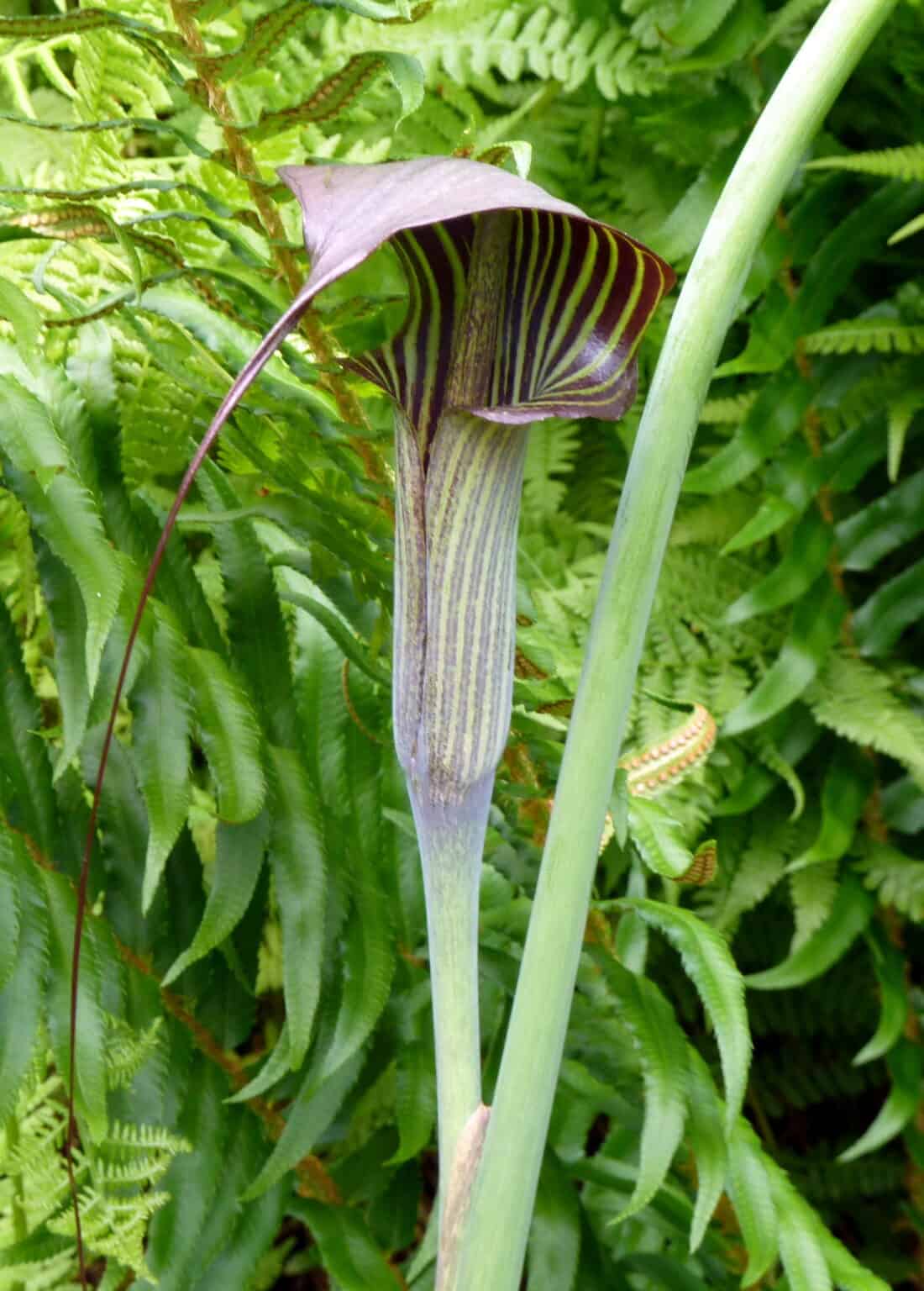 Close-up of a purple and green striped Jack-in-the-pulpit plant, similar to a Cobra Lily Arisaema consanguineum at UBC Botanical Garden., surrounded by lush fern leaves. The plant features its distinctive hooded spathe and a tall, slender stem.