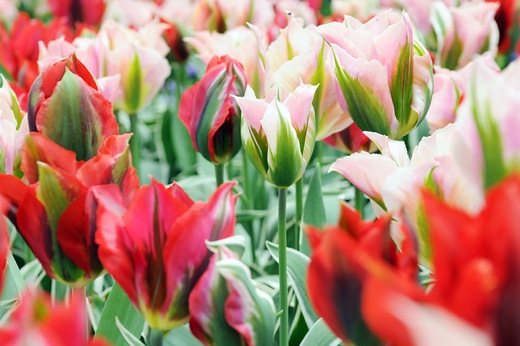 tulip viridflora mix