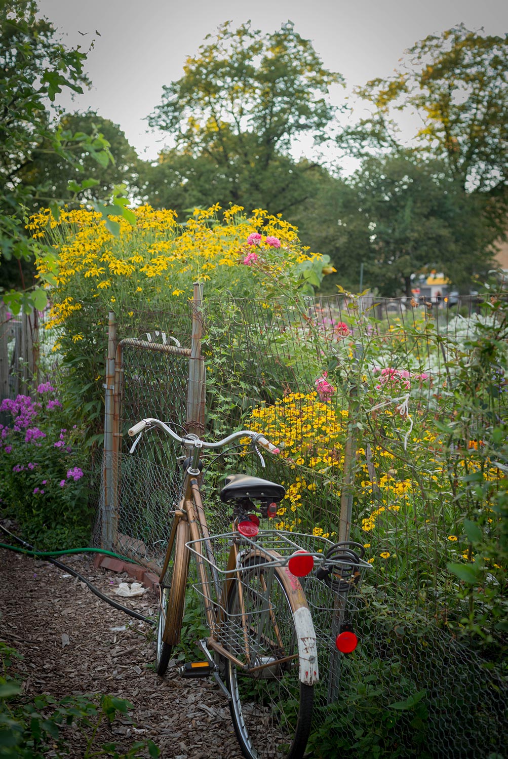 A bicycle leaning against a fence in a garden.