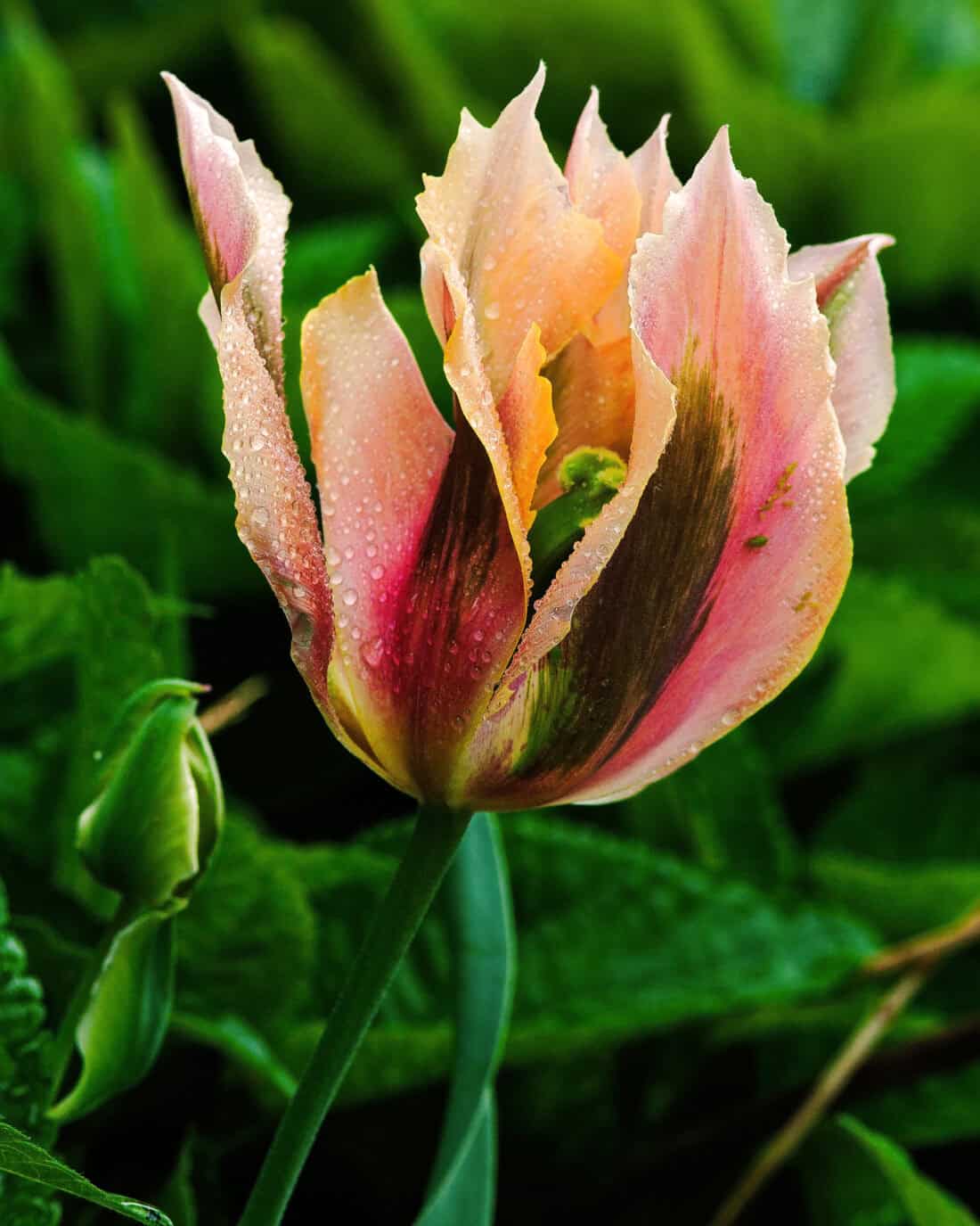 A close-up of a pink tulip with green leaves in the background, capturing the dewy petals that showcase a blend of pink and green hues. This Viridiflora tulip, known for its unique beauty, stands proudly beside a smaller bud—a perfect scene for any flower gardening enthusiast.