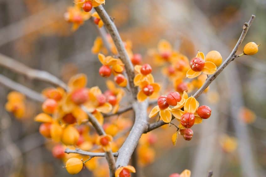 A close-up of branches with bright orange and red berries, surrounded by small yellow leaves. The softly blurred background captures the oriental bittersweet dilemma of autumn's vivid colors, emphasizing the striking contrast of nature's palette.