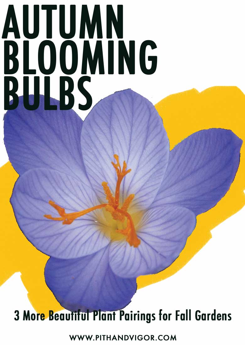 autumn flowering bulbs- Three more beautiful plant pairings for autumn crocus