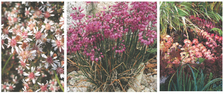 Aster lateriflorus + Allium thunbergii + Sedum seiboldii