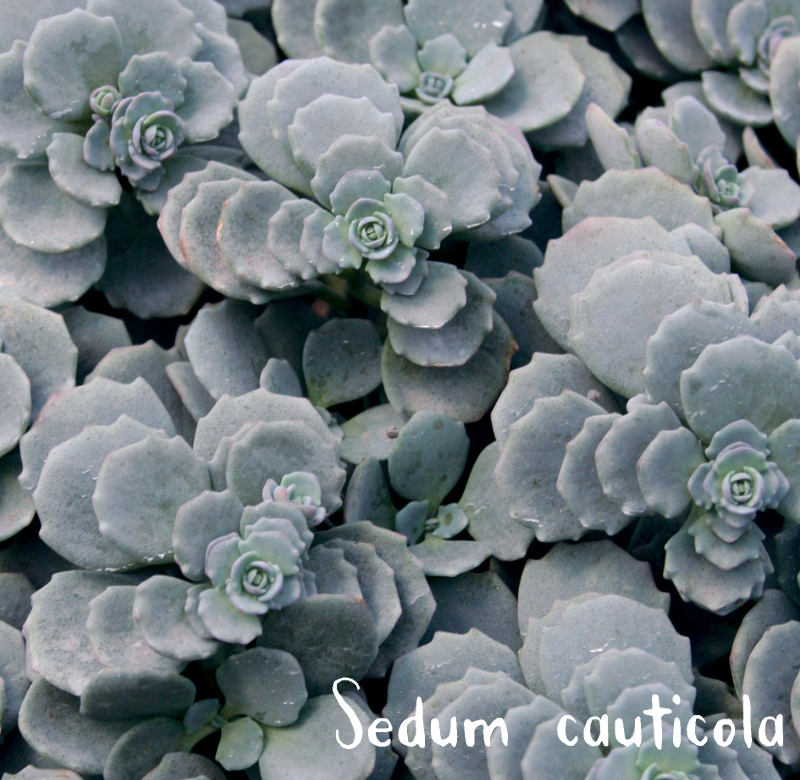 Fall Bulbs - Beautiful plant parings - fall bulbs Aster lateriflorus + Allium thunbergii + Sedum seiboldii