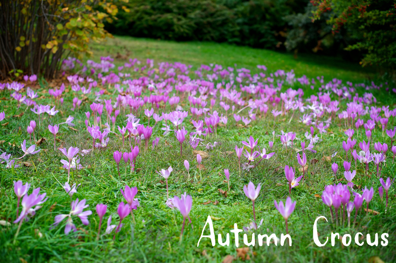 Plant parings for Fall Blooming bulbs - Autumn crocus planted in a lawn.