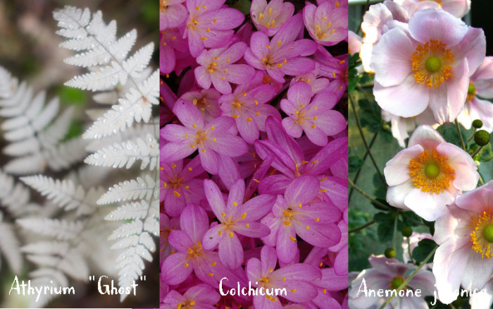 colchicum-pairing = Athyrium ‘Ghost’ + Colchicum + Anemone japonica
