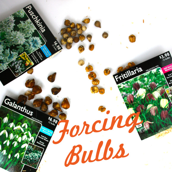 forcing bulbs puschkinia fritillaria and gallanthus