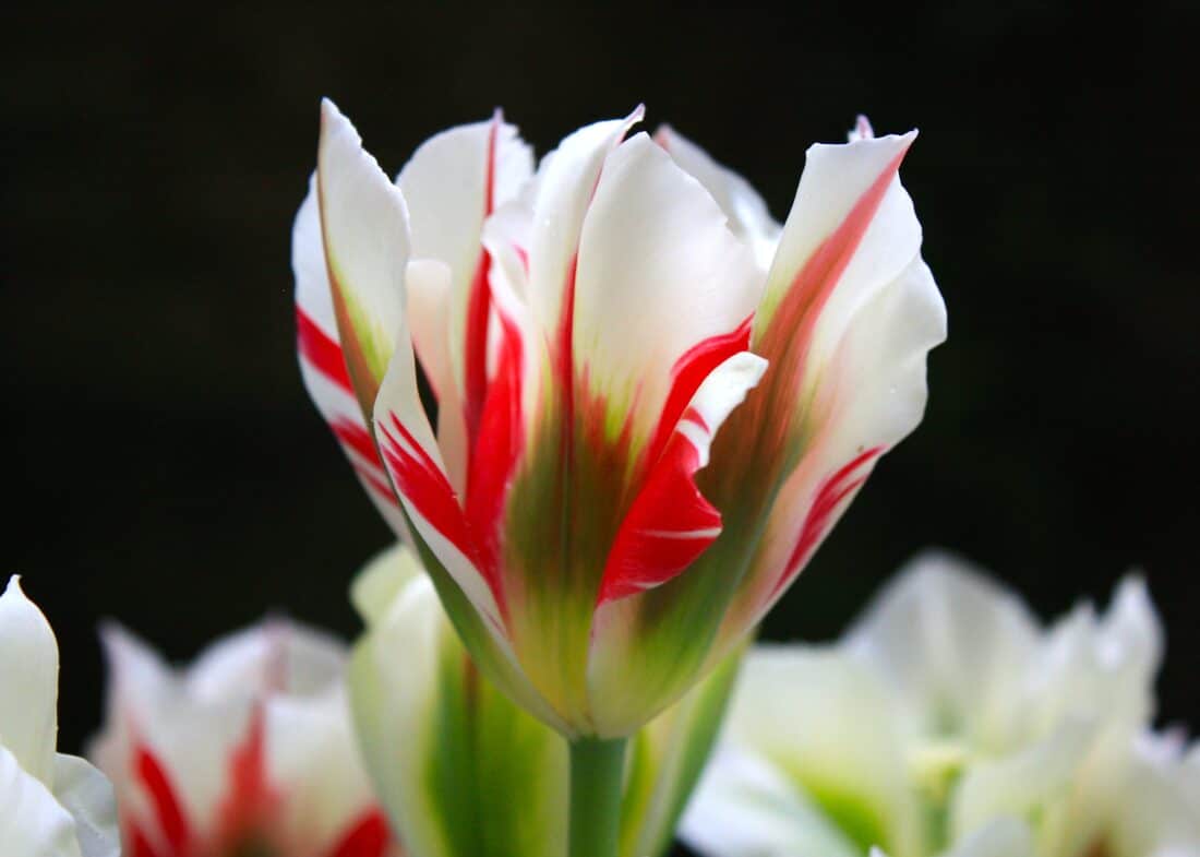 A close-up of a Viridiflora Tulip, its white petals streaked with red and accented by subtle greenish highlights near the base. The softly blurred background enhances the serene and elegant atmosphere.