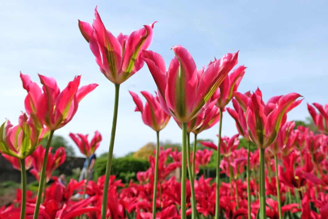 A close-up of vibrant pink tulips with pointed petals, set against a clear blue sky. Among the blooms, a hint of green tulips from the Viridiflora variety adds unique flair. The flowers stand tall, reaching upwards, surrounded by lush greenery in the background.