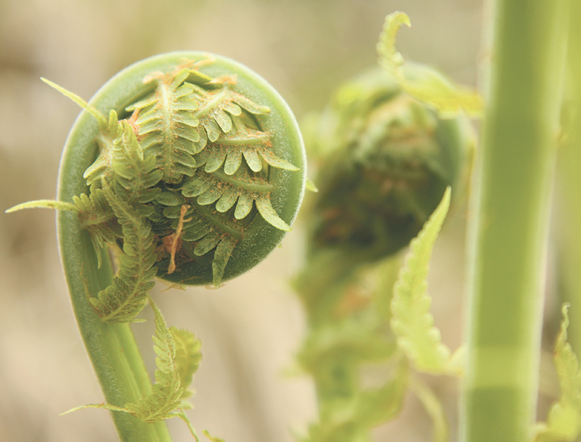 fiddlehead ferns for a food forest