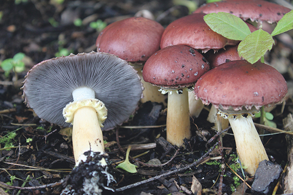 makign a mushroom garden: Stropharia rugoso-annulata - Wine cap mushrooms