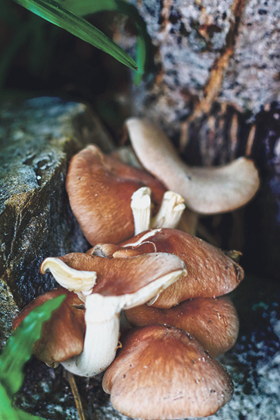 making a mushroom garden - Lentinula edodes - Shiitake