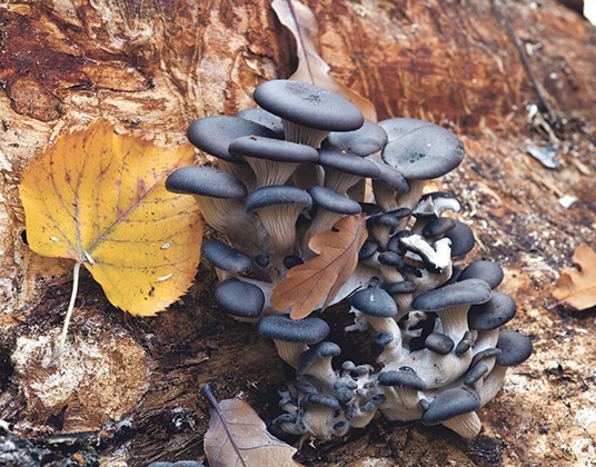 making a mushroom garden - Pleurotus ostreatus - Oyster mushrooms