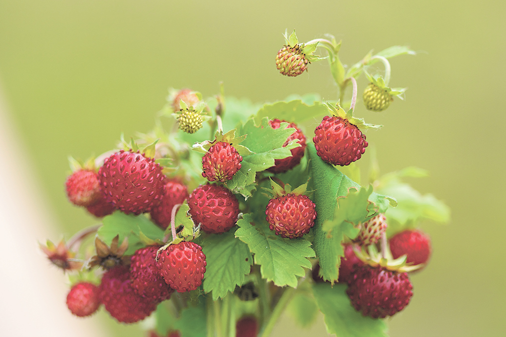  Fragaria viginiana or vesca - Wild strawberries-  groundcover for a food forest