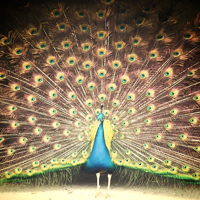 This guy was so happy to give a perfect peacock pose. 