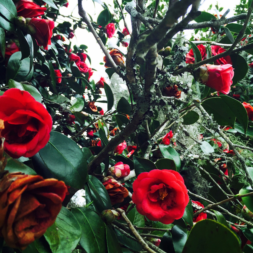 A bunch of red flowers are growing on a tree at Middleton Place Plantation in Charleston.
