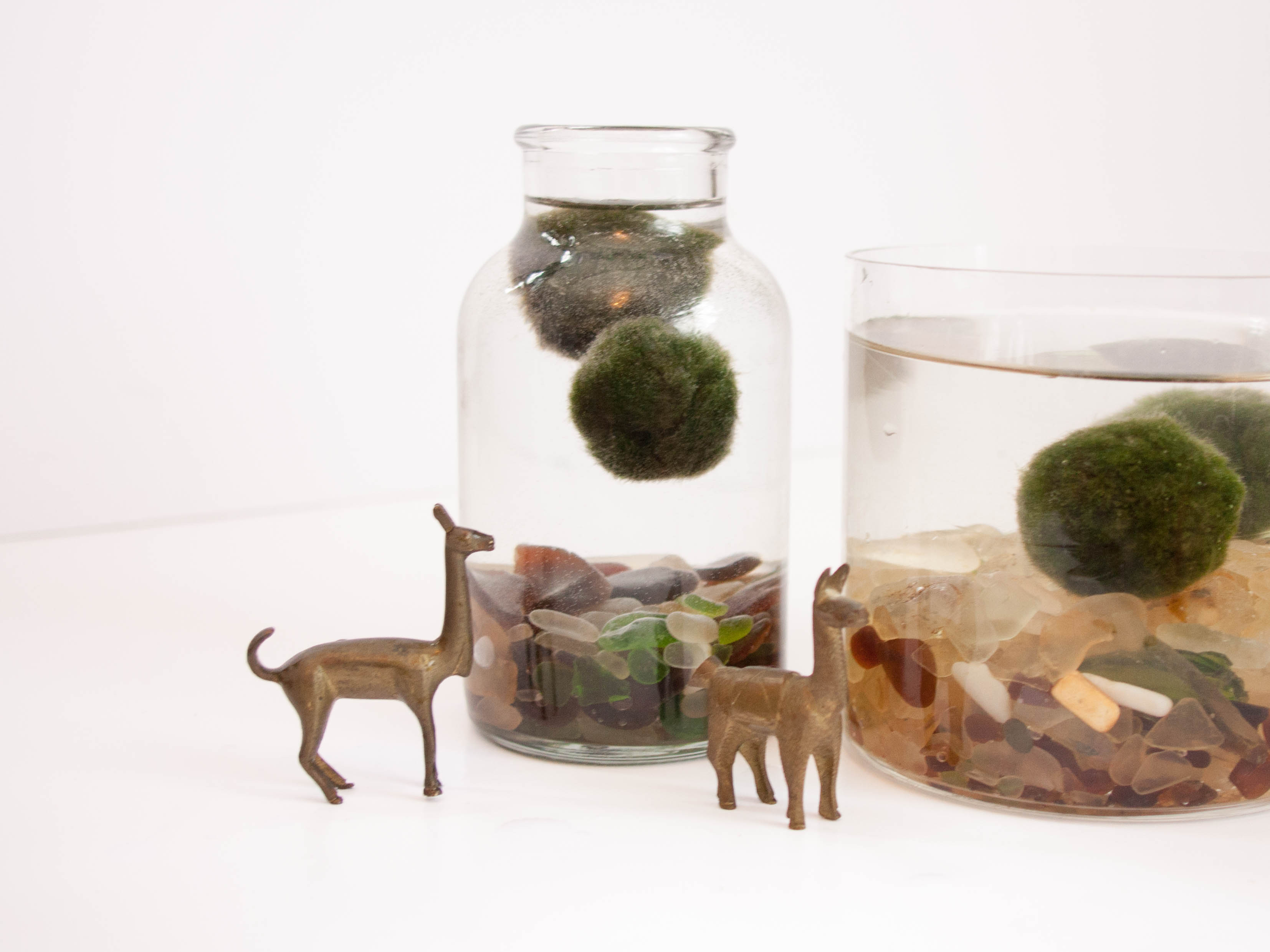 Learning about and Experiments with Torasampe - Aegagropila linnaei - also called Marimo Japanese moss balls by rochellegreayer www.pithandvigor.com