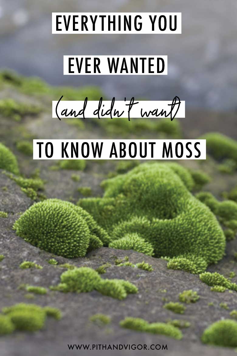 everything you ever wanted (and didn't want) to know about moss