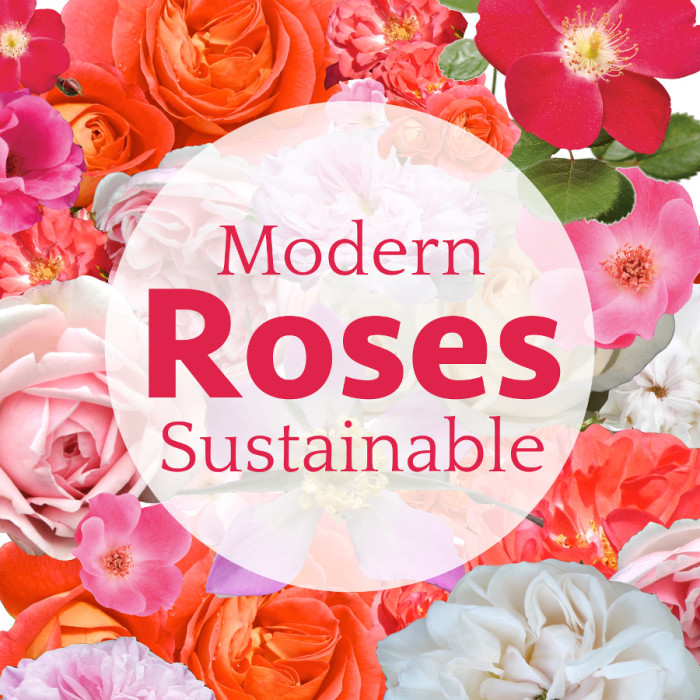 How to grow sustainable modern roses (easy-care) by Pat Leuctman with Peter Kukielski