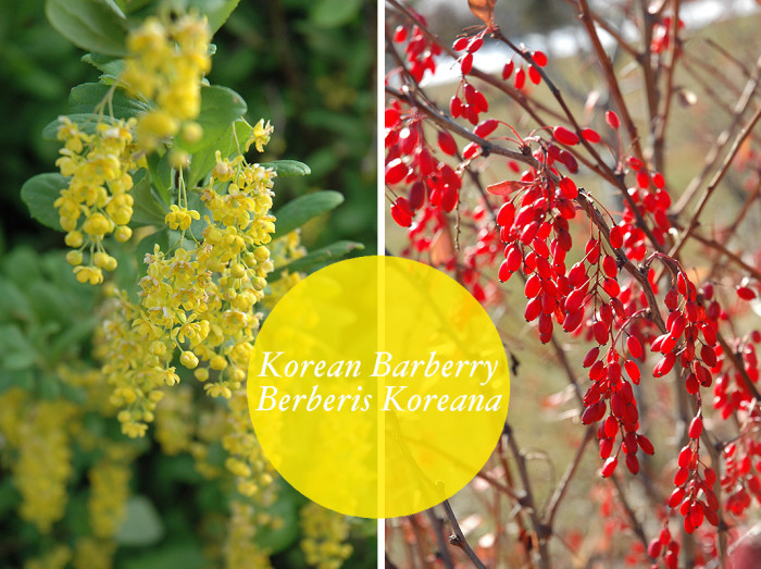 berberis koreana berries for yotam ottolenghi recipes