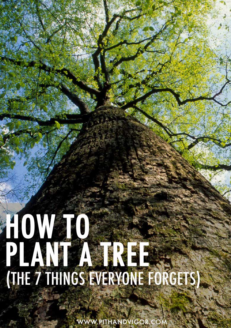 How to plant a tree - the 7 things everyone forgotten