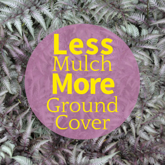 reducing mulch and replacing with ground cover by joanne neale www.pithandvigor.com