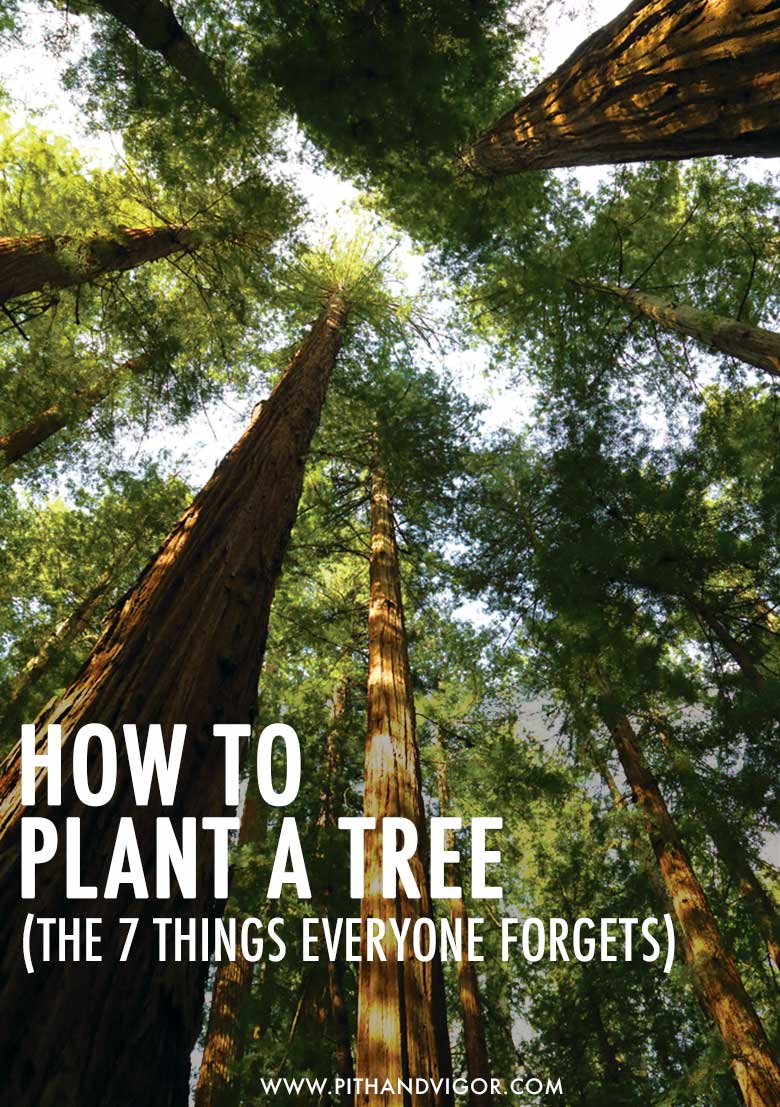 How to plant a tree - 7 forgotten considerations
