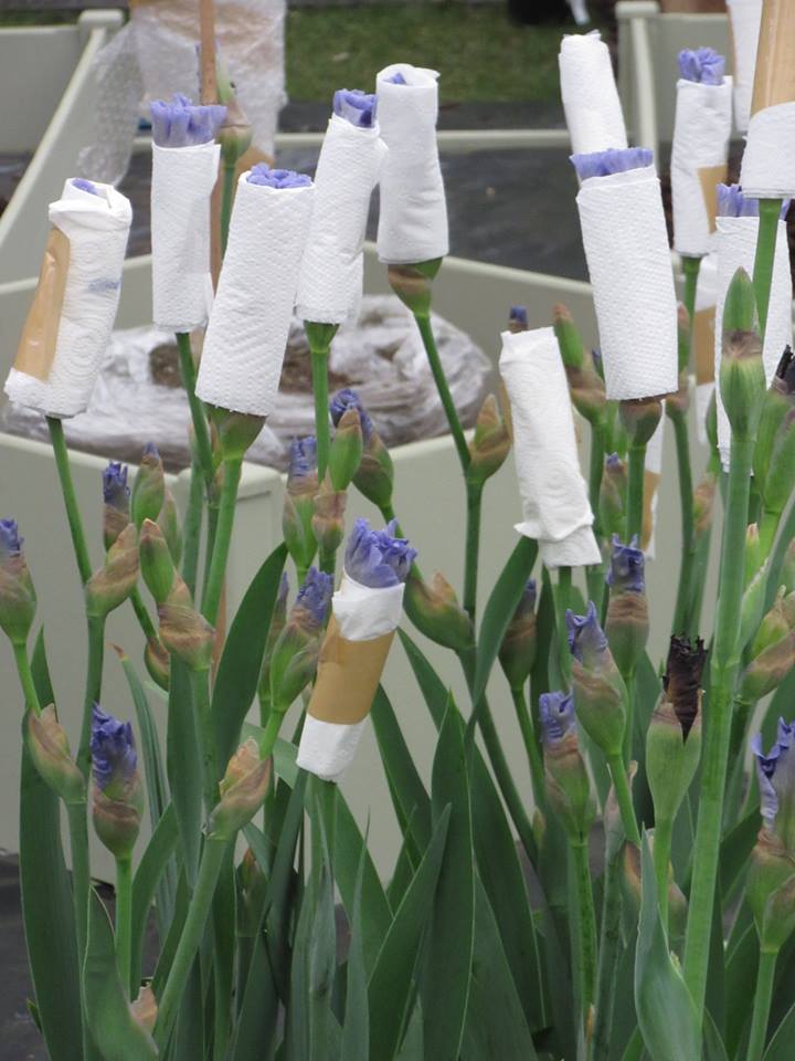 Iris carefully wrapped in toilet paper to protect the individual flowers.