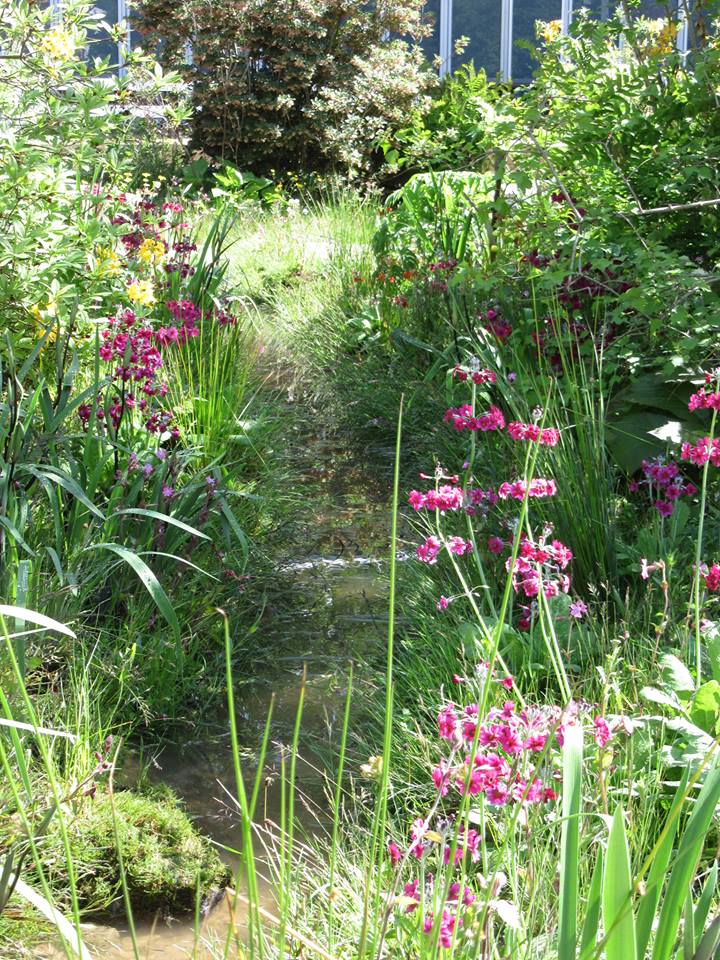 Primulas along the trout stream in Dan Pearson's garden. It looks like they have always been there -- the skill necessary to achieve that!