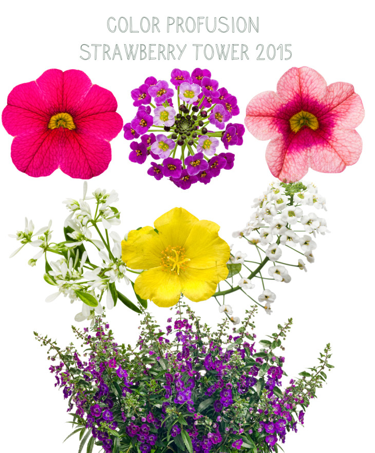 color profusion planting plan for the www.pithandvigor.com strawberry tower