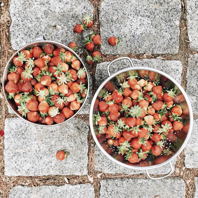 Strawberry harvest by Rochelle Greayer www/ pithandvigor.com