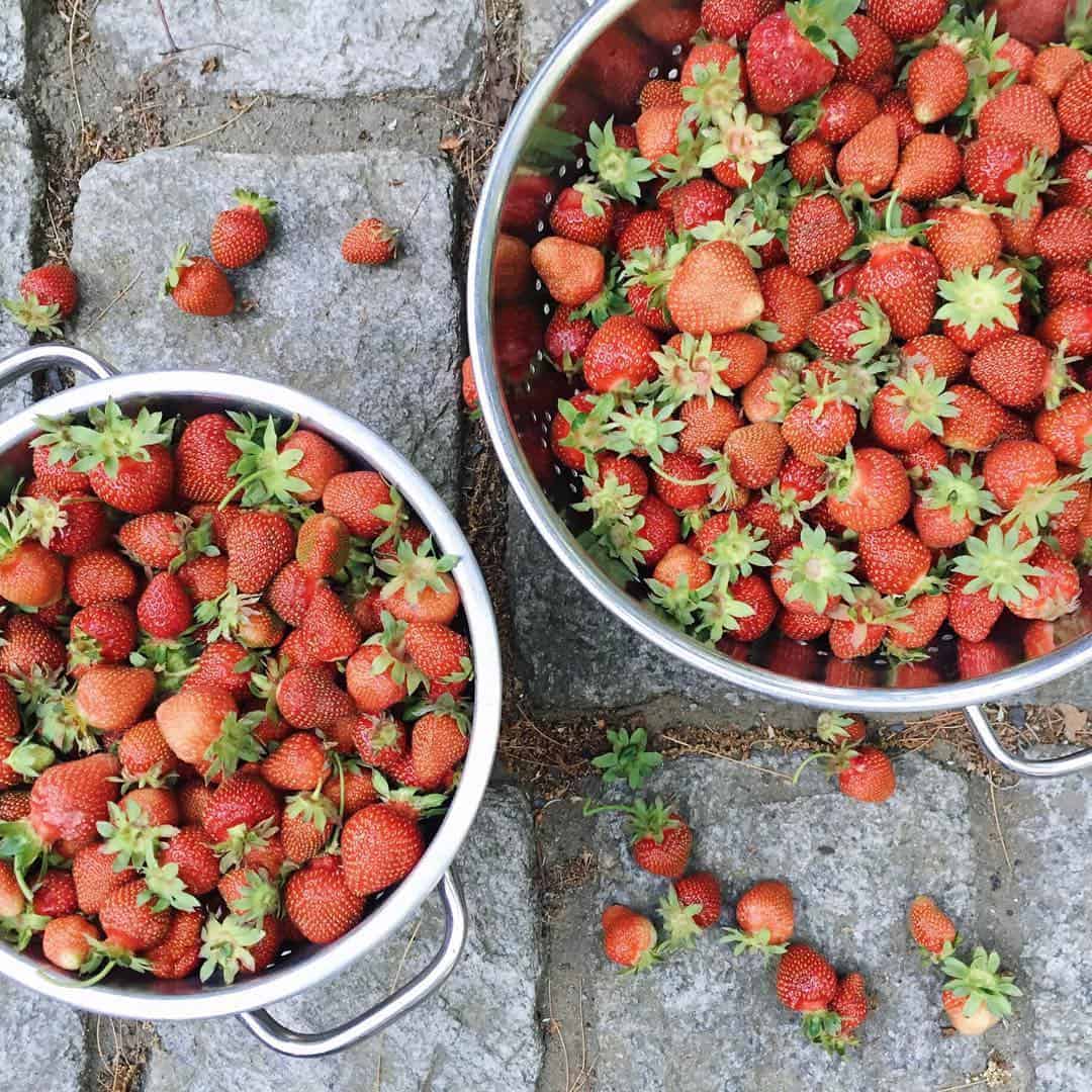 Two bowls of strawberries on a stone walkway. How to pick strawberries - the rules - homegrown by rochelle greayer