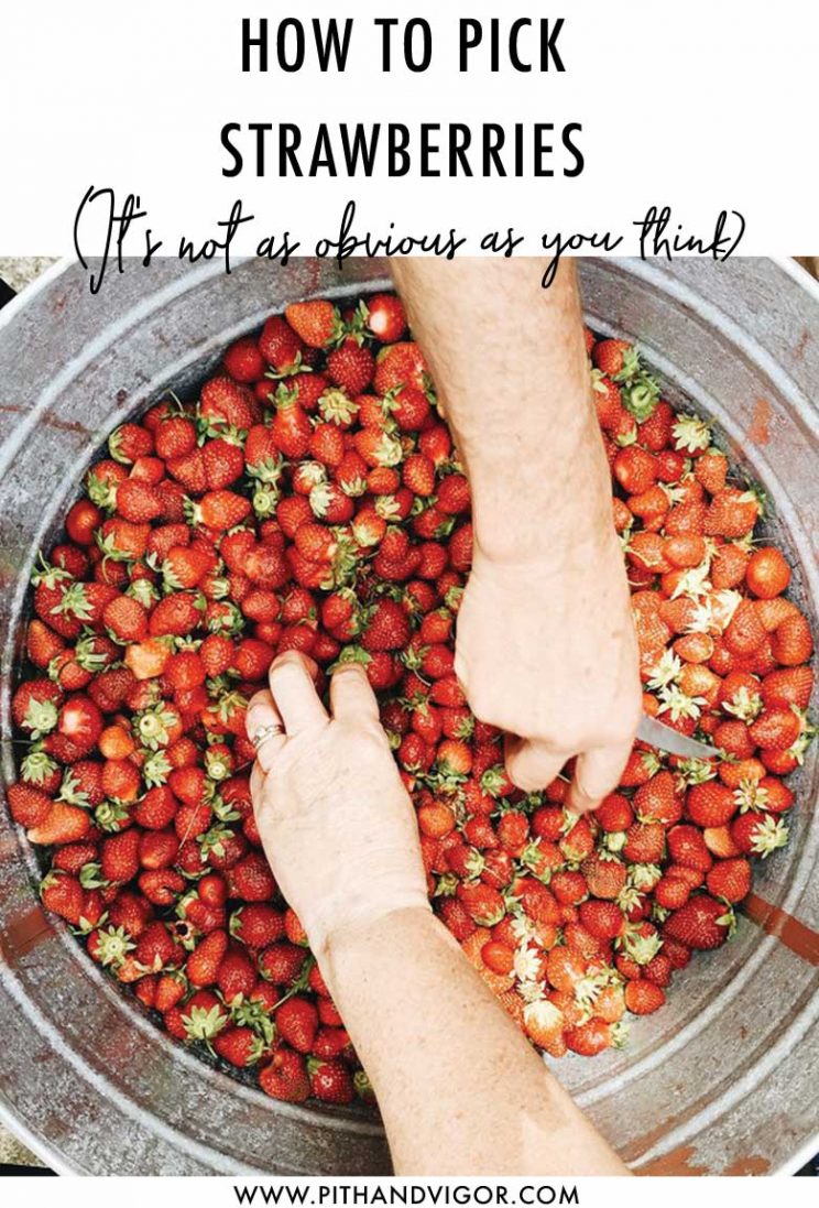 how to pick strawberries - its not as obvious as you think