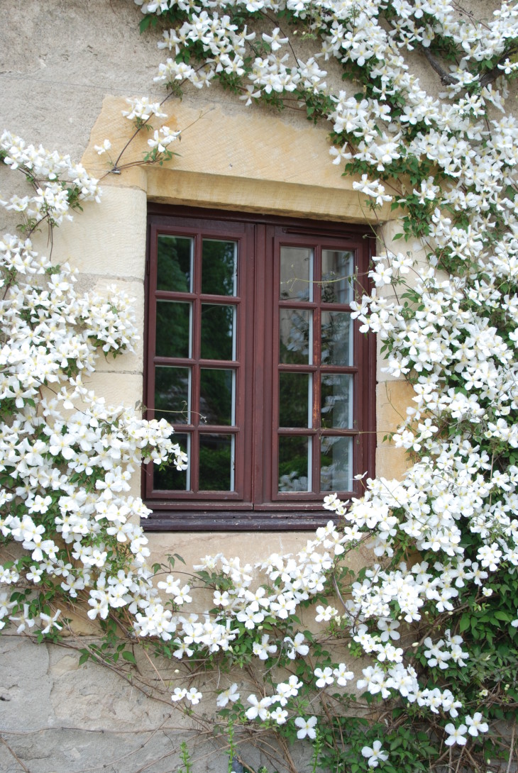 white clematis trained around a window by Rolf Blijleven via www.pithandvigor.com