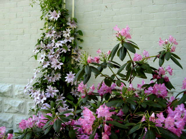 pink clematis on trellis by andrea_44 via. www.pitahndvigor.com