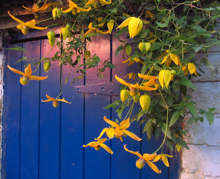 yellow clematis and blue shed door