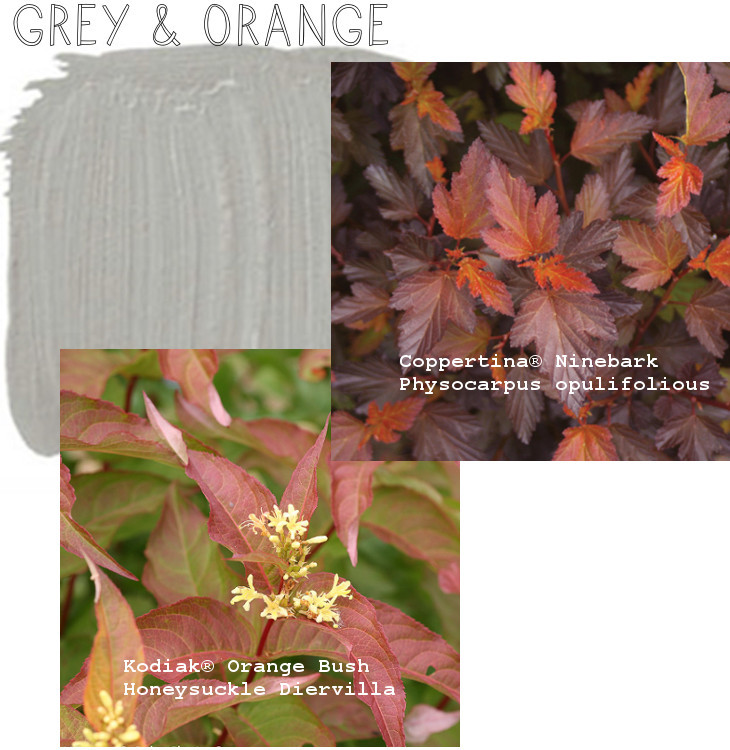 Plants to pair with a grey house diervilla kodiak orange by rochelle greayer www.pithandvigor.com
