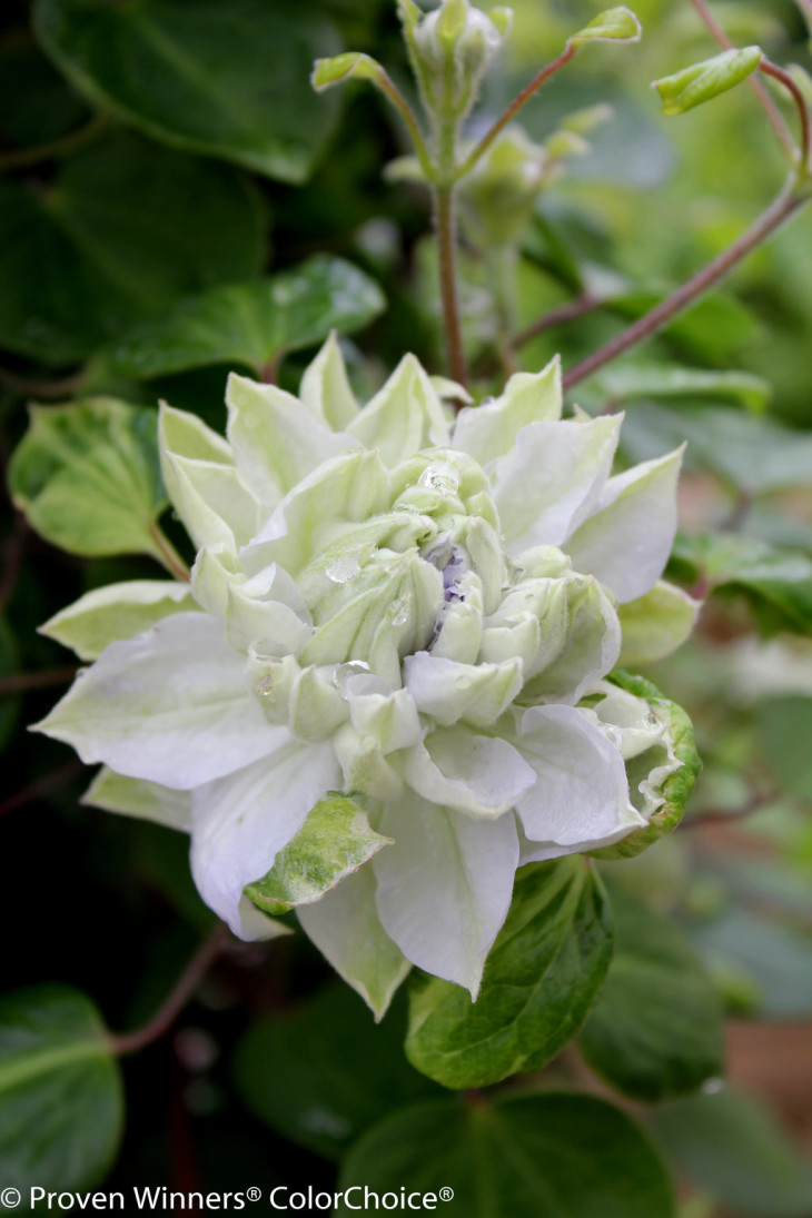 diamond ball clematis by proven winners
