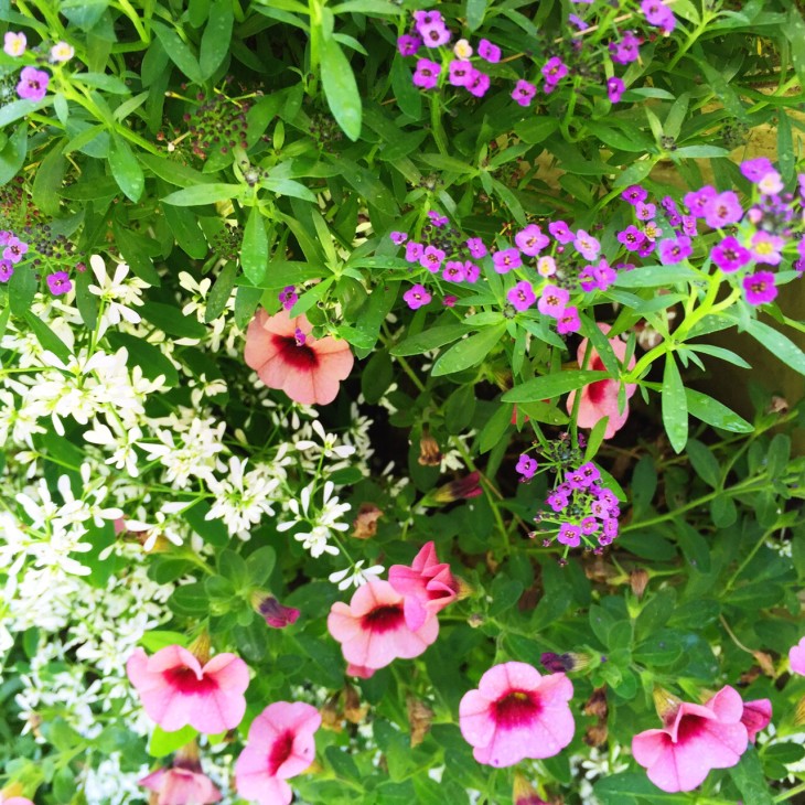 Calming Pastel Colored Plants- Strawberry tower garden with claibrachoa, and alyssum. www.pithandvigor.com