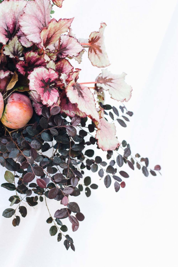 Fall  flower pots - Begonia Rex, loropetalum, and chrysanthemum container planting recipe - Autumnal merlot from www.pithandvigor.com