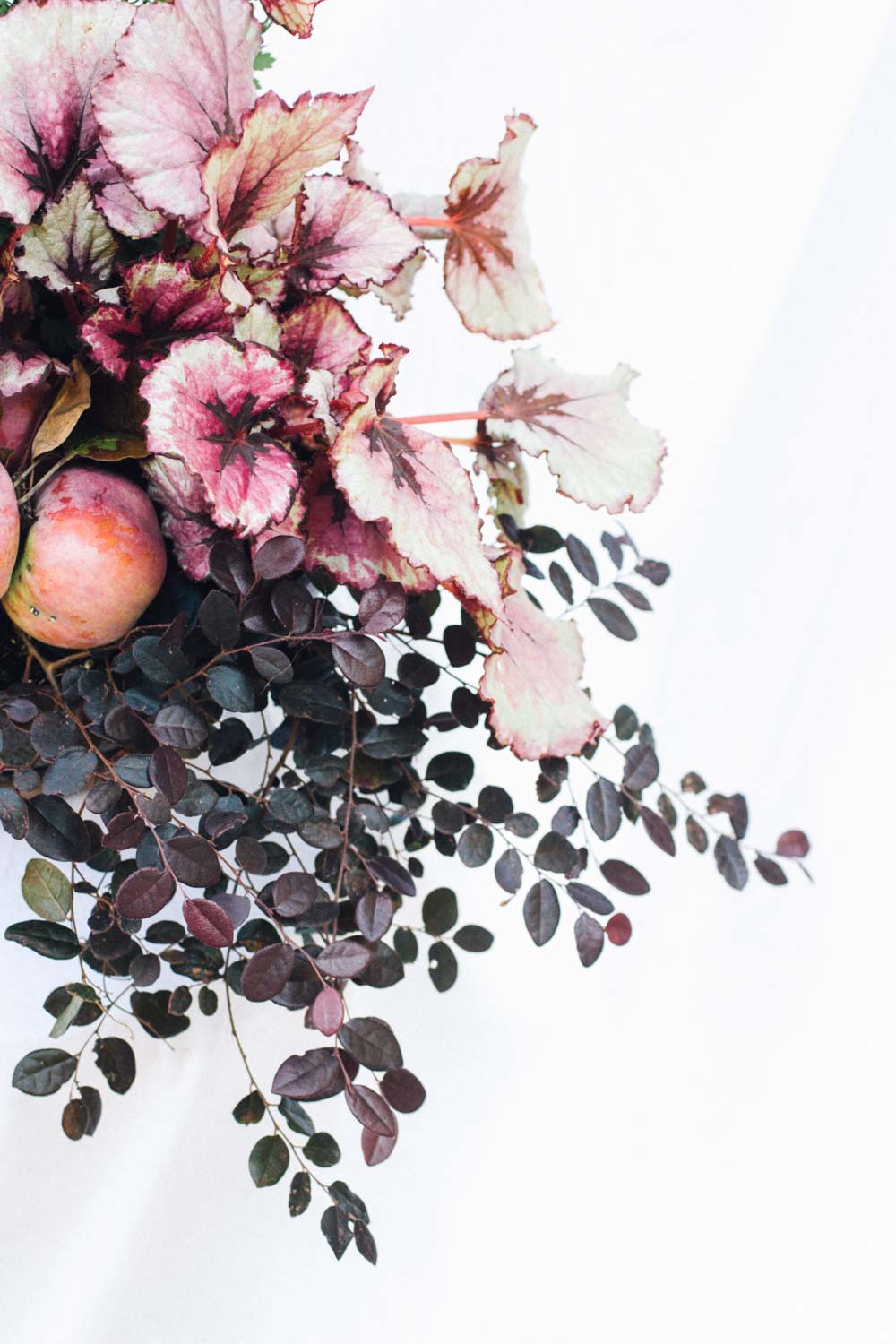 Begonia Rex, loropetalum, and chrysanthemum container planting recipe - Autumnal merlot from www.pithandvigor.com