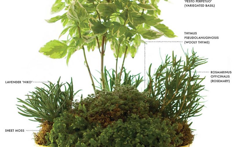 Kitchen Countertop herb garden bonsai planting recipe. How To DIY.