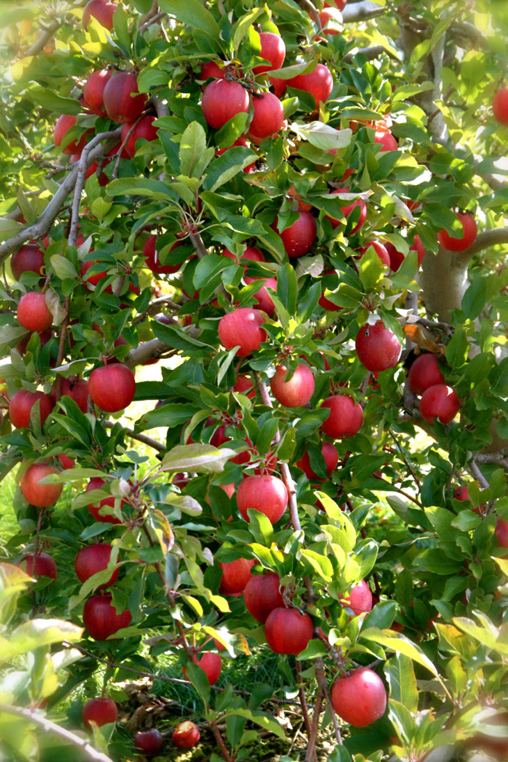 apple tree by kelly fitzsimmons for PITH + VIGOR www.pithandvigor.com