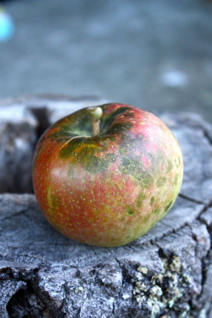 Esopus Spitzenburg is an antique apple that many regard as the very best dessert apple. Thomas Jefferson grew it at Monticello, and it is purported to have been his favorite apple. by Rochelle greayer www.pithandvigor.com