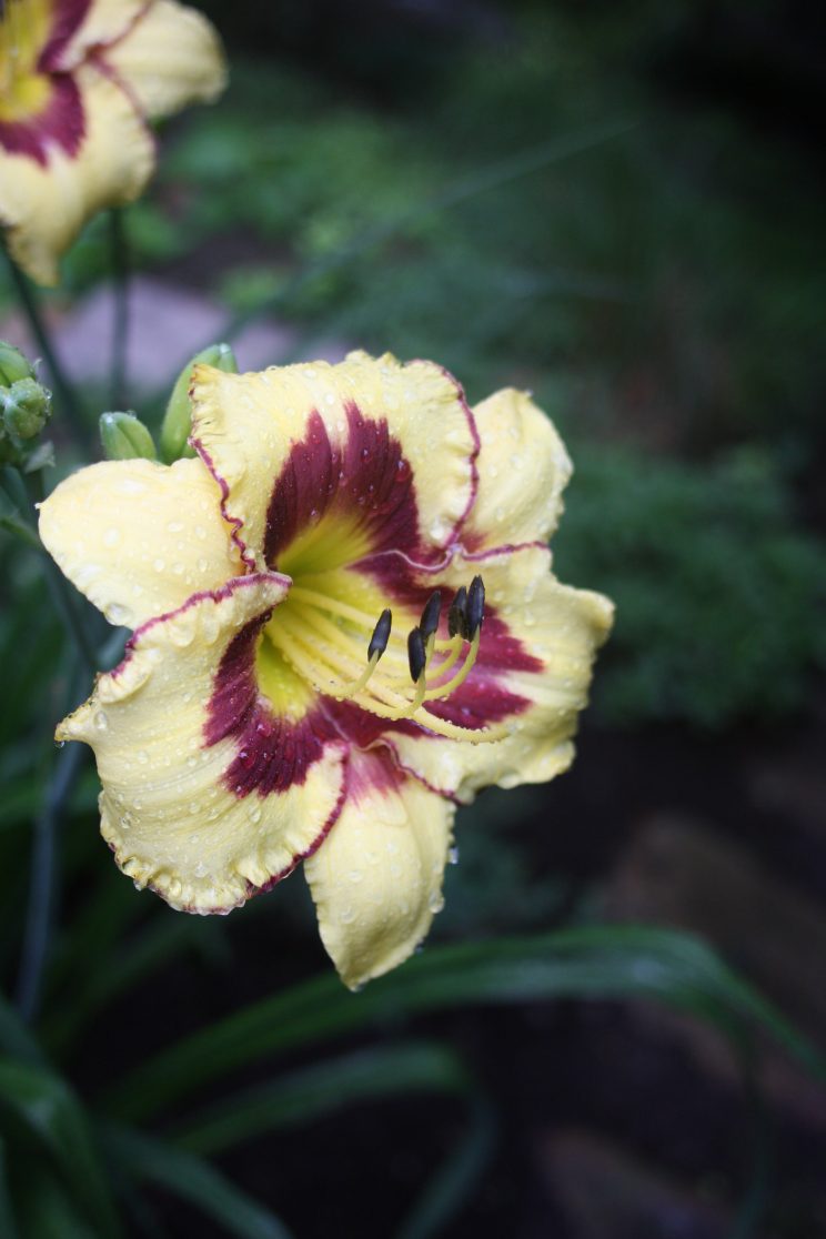 Daylily flowers are great for teaching garden based experiential science