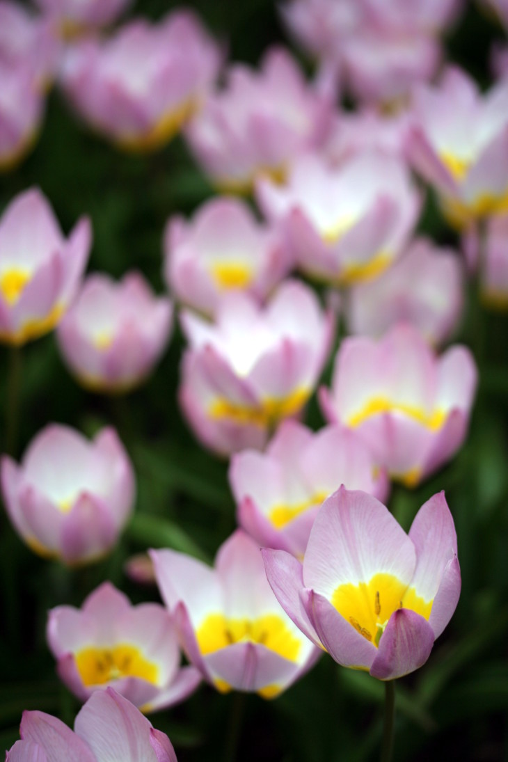 tulipa bakeri 'lilac wonder' by Philippe Teuwen by CC via www.pithandvigor.com 