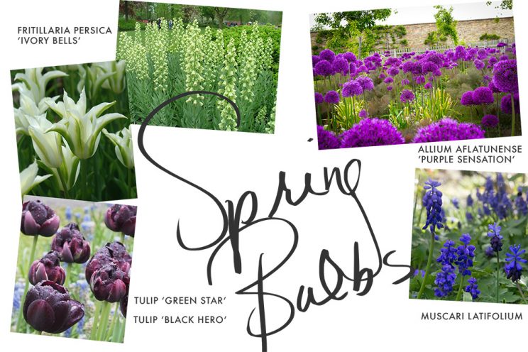 A collage of spring bulbs.