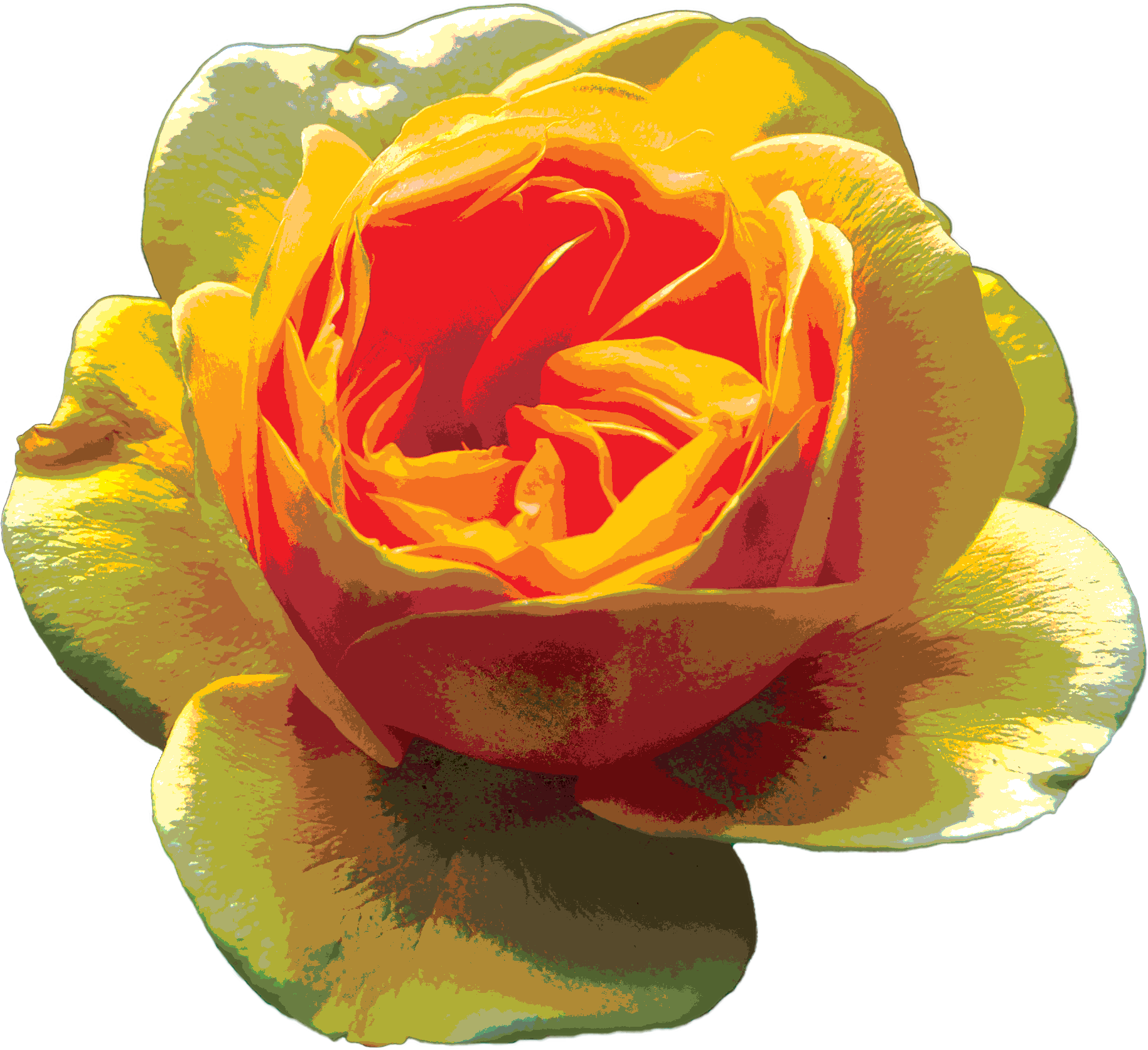 A yellow rose, like the Julia Child rose, set against a vibrant green background.