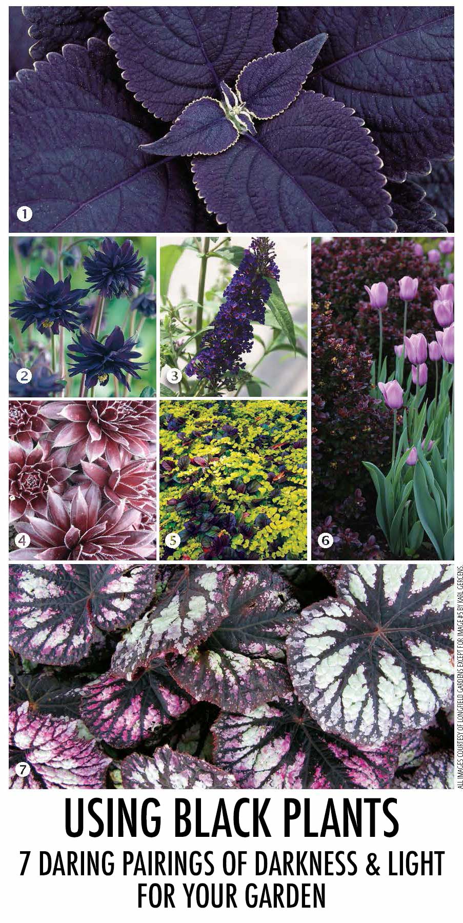 Using Black plants - seven pairings of lightness and dark for your garden